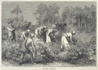 slaves in field